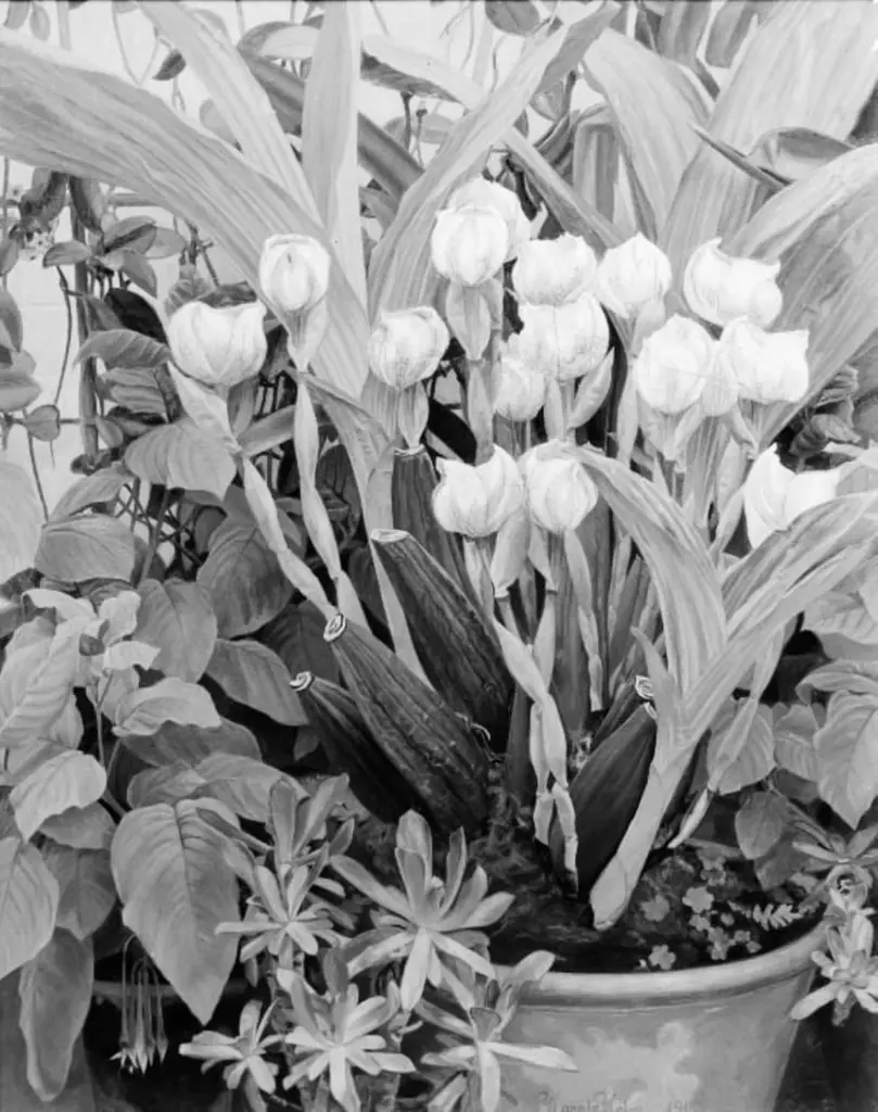 Orchids