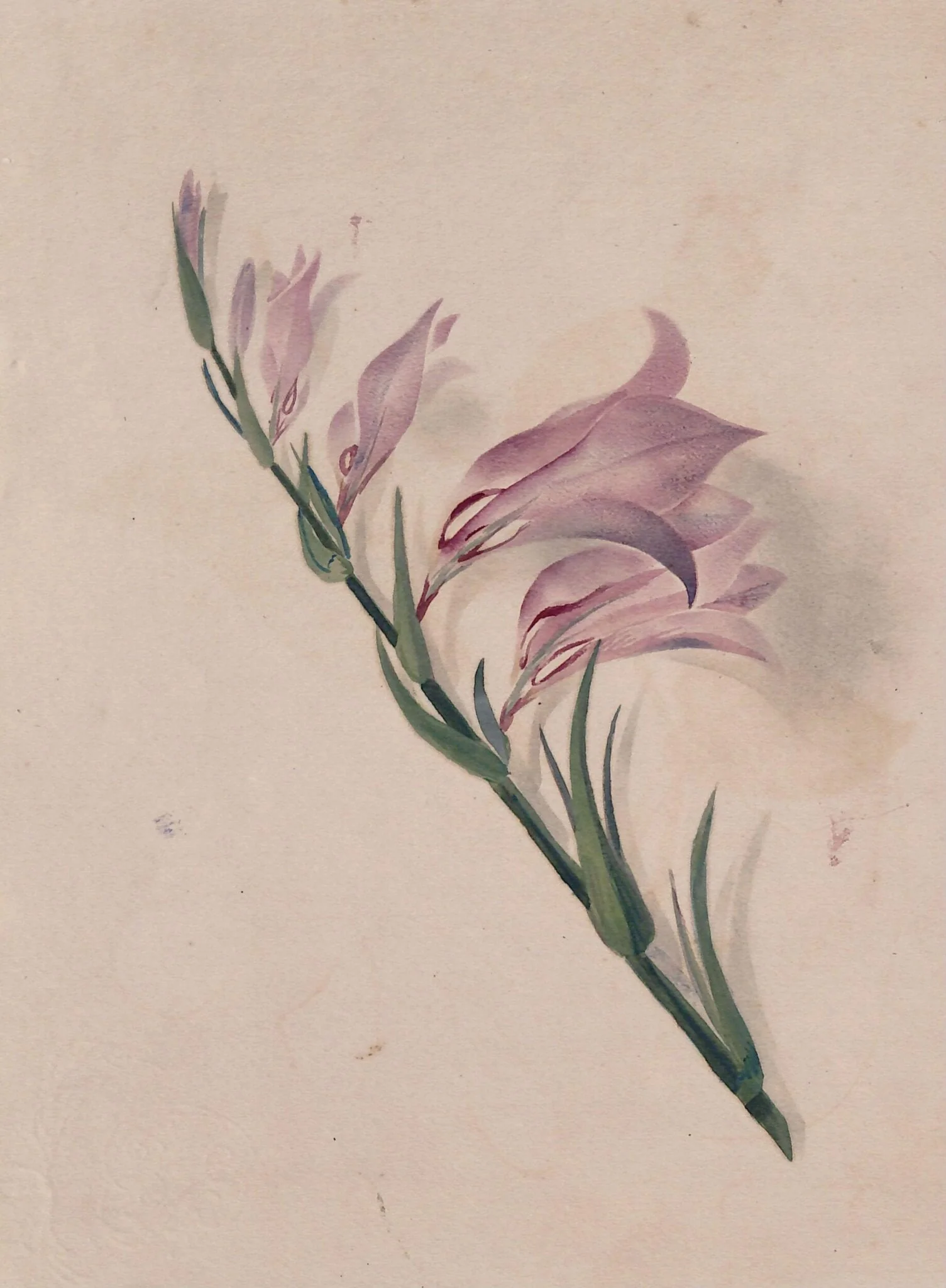 Study of a flower, by Marchioness of Waterford Louisa Anne, watercolor, 1864