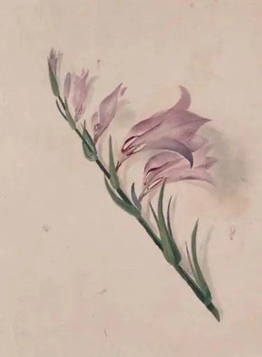 Study of a flower