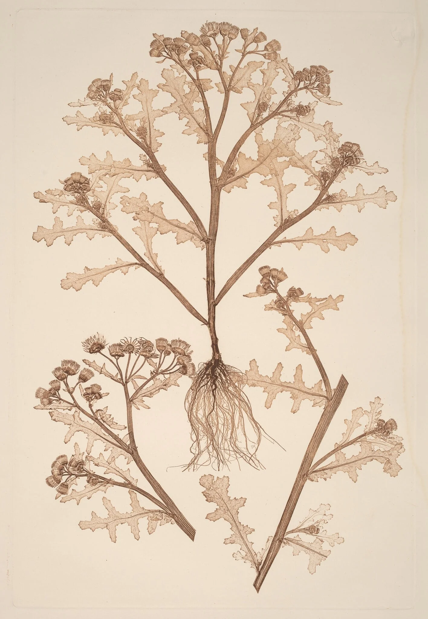 Senecio viscosus