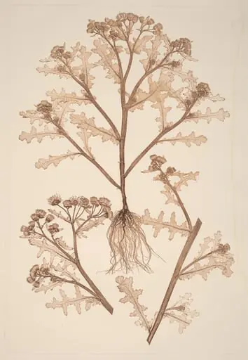 Senecio viscosus