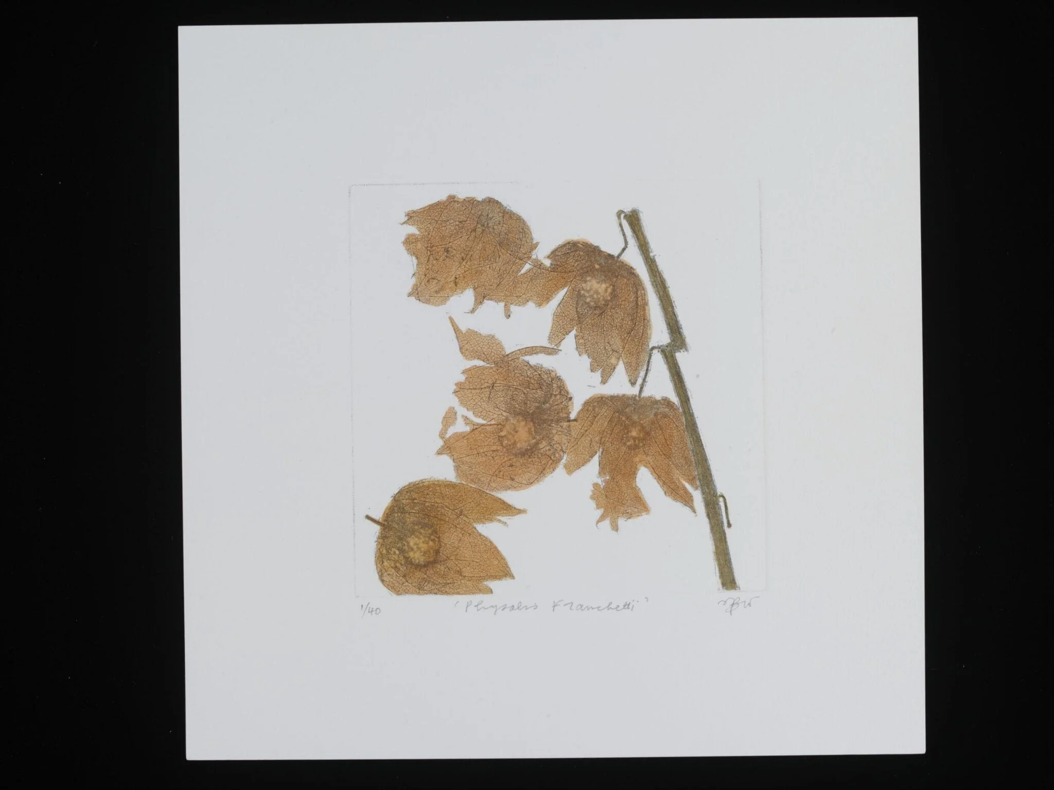 Physalis Franchetii, by Janet Wilson, 2012