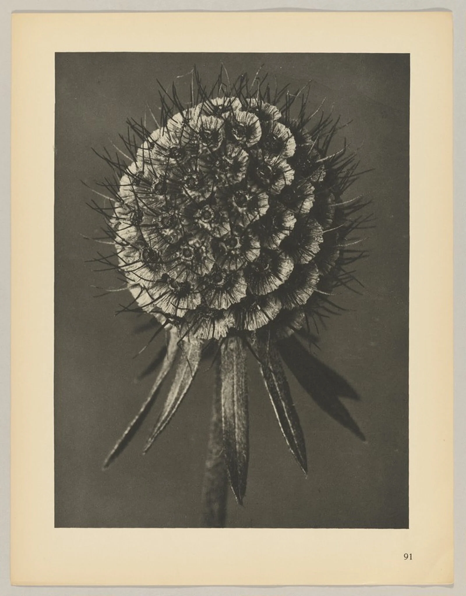 Scabiosa columbaria, by Karl Blossfeldt, 1928