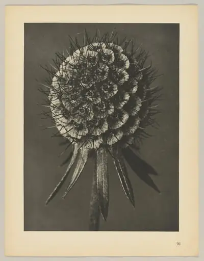 Scabiosa columbaria