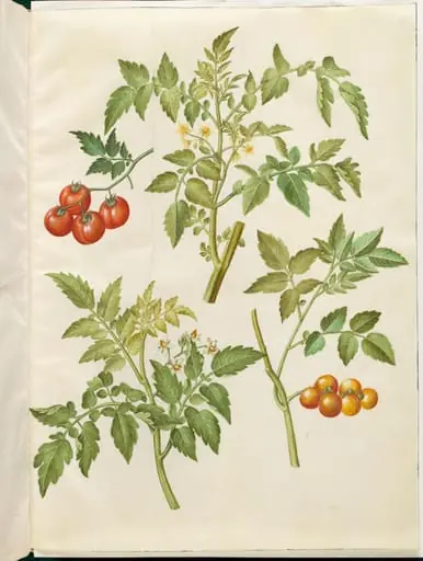 Solanum lycopersicum (almindelig tomat)