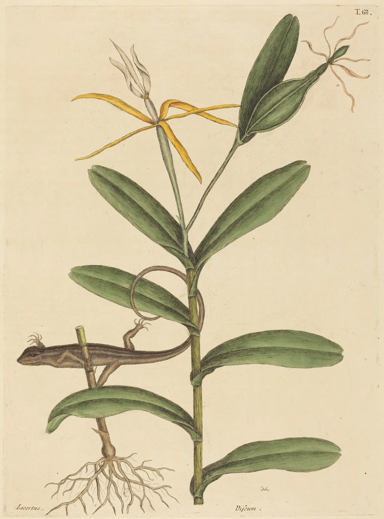 The Lyon Lizard (Lacerta 6-lineata)