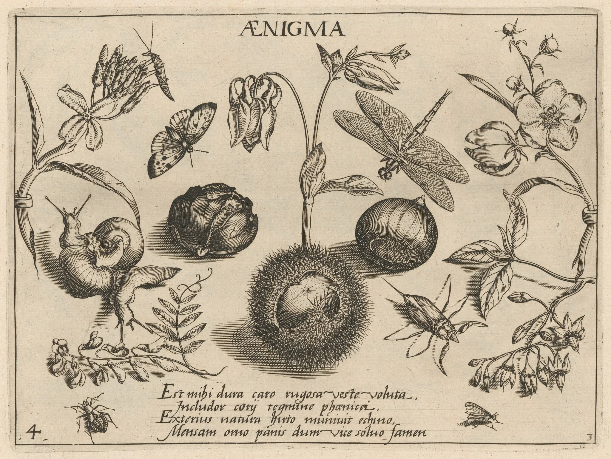 Archetypa studiaque patris Georgii Hoefnagelii [Part 3, Plate 4], by Jacob Hoefnagel, ink, 1592