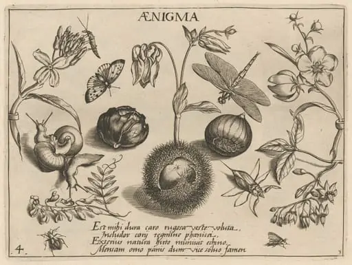 Archetypa studiaque patris Georgii Hoefnagelii [Part 3, Plate 4]