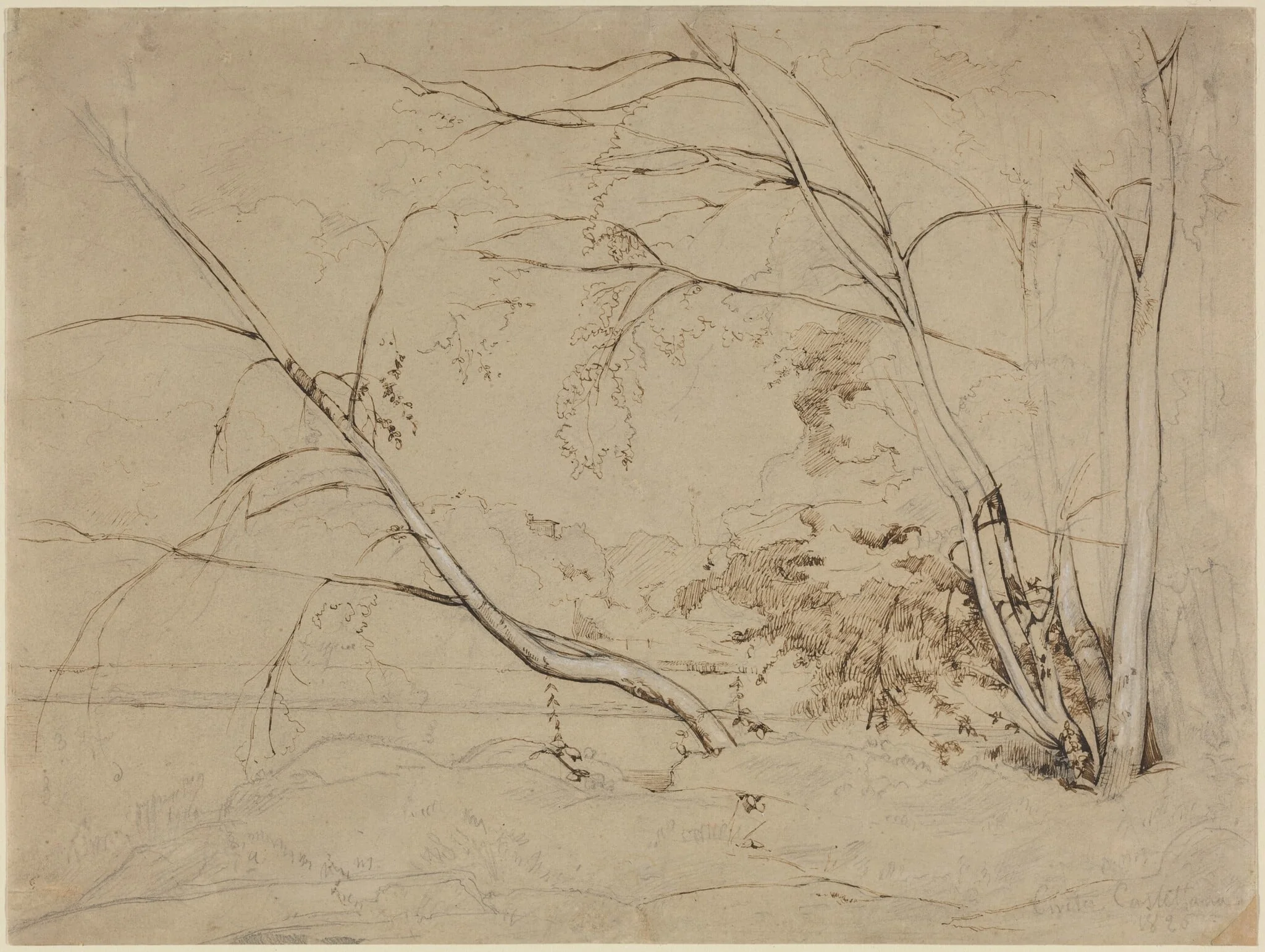 Clump of Trees at Civita Castellana