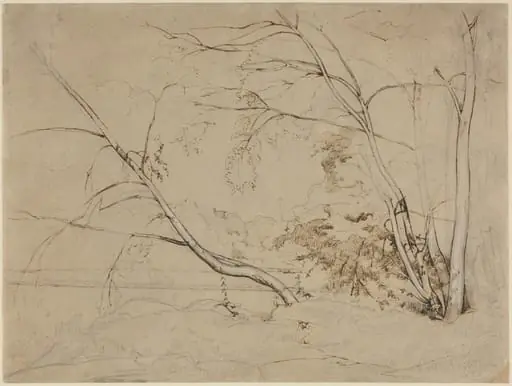 Clump of Trees at Civita Castellana