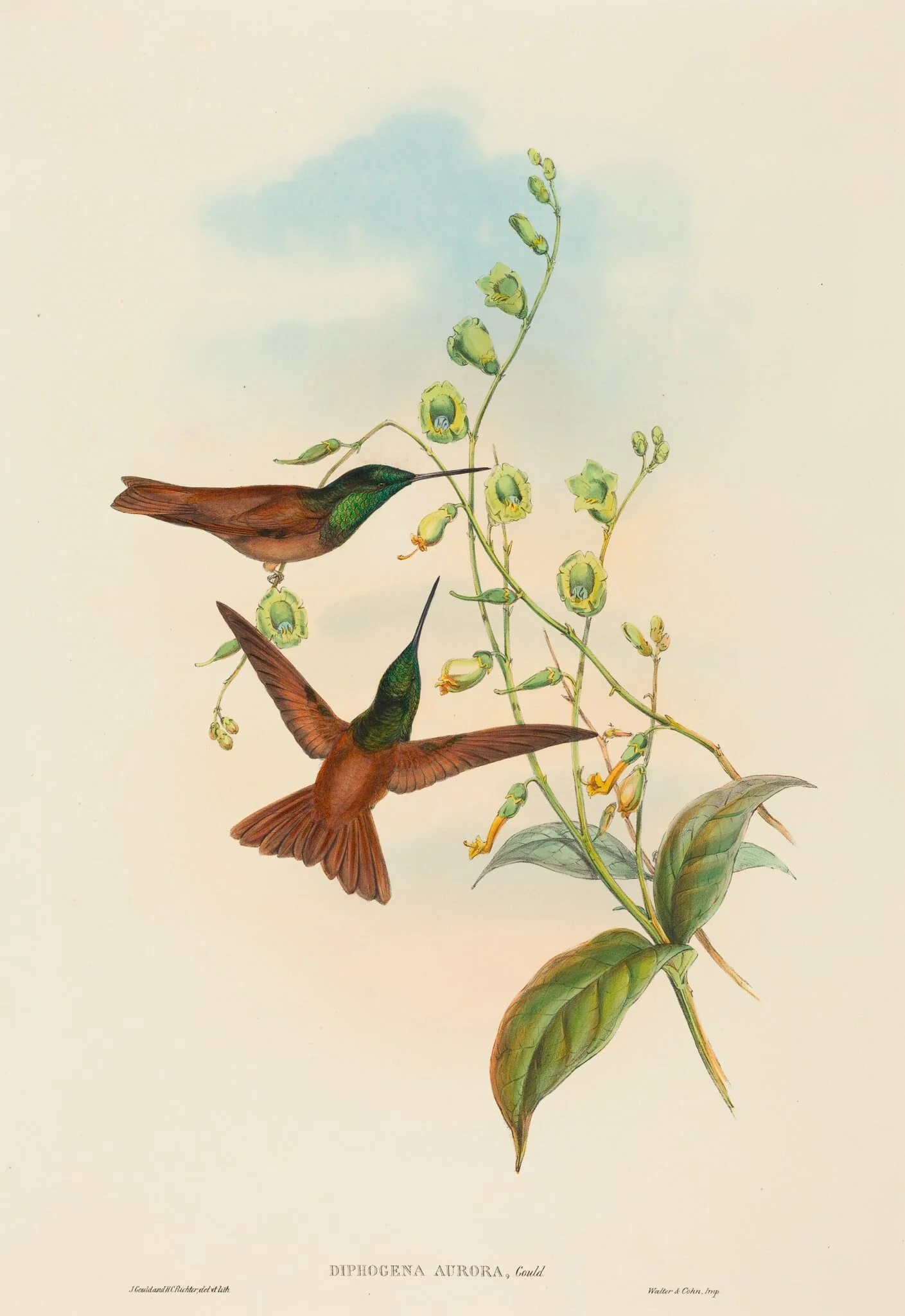Diphogena aurora (Gould's Rainbow), by John Gould, ink, 1842