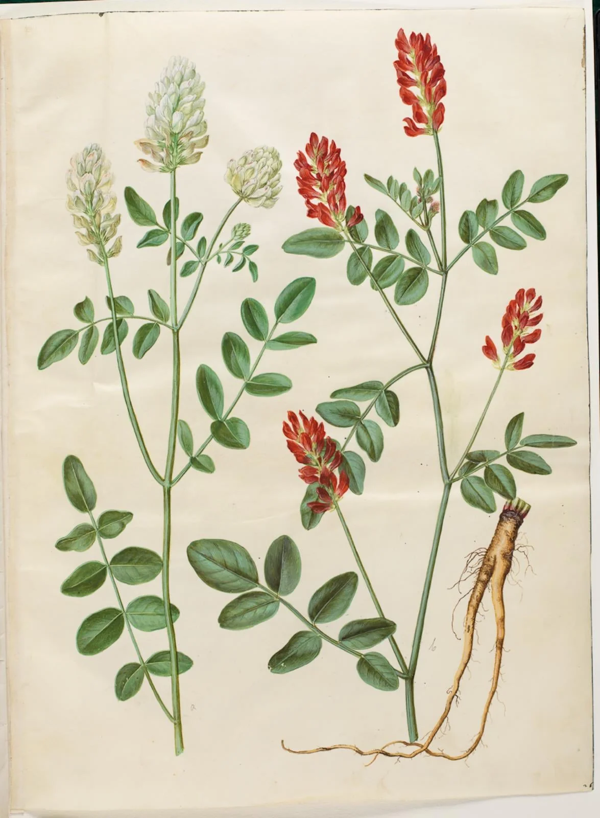 Hedysarum coronarium (rød hanekløver), by Unknown, unspecified, 1654