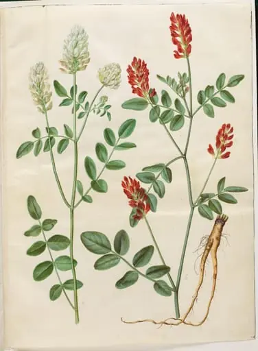 Hedysarum coronarium (rød hanekløver)