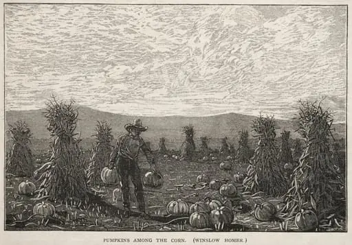 Pumpkins Among the Corn
