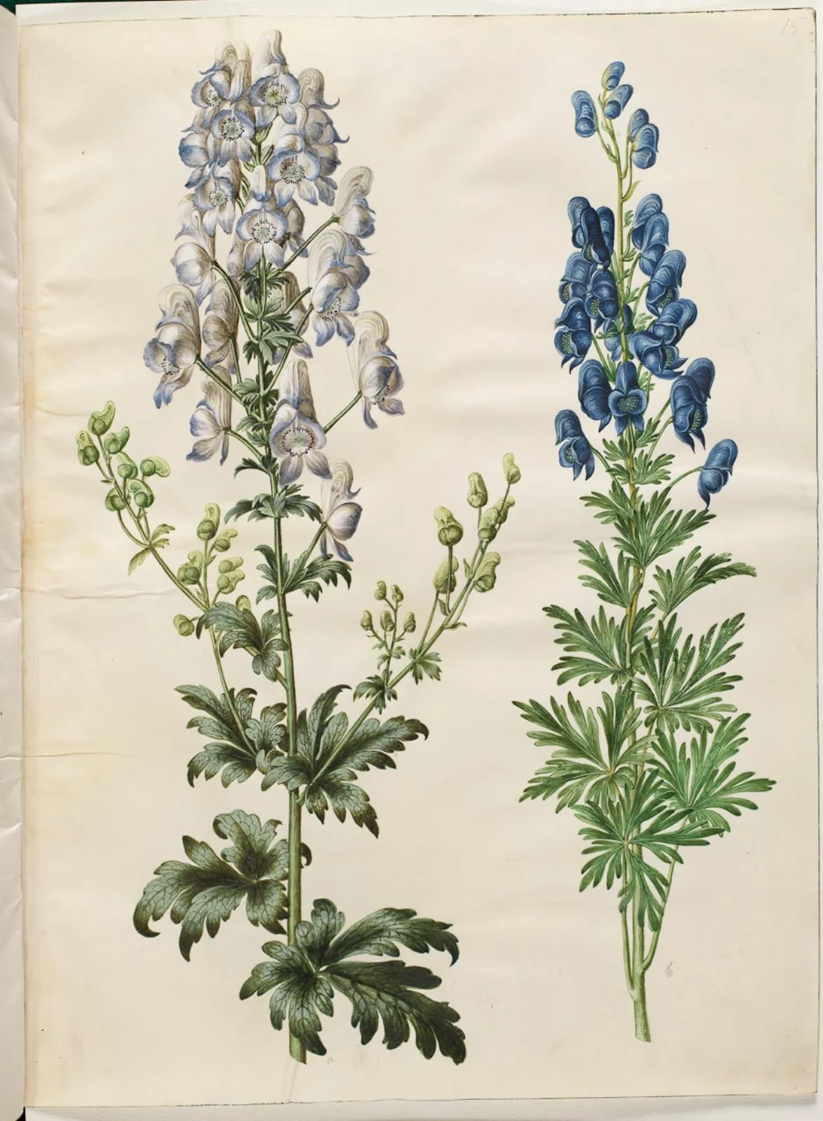 Aconitum variegatum (broget stormhat); Aconitum napellus (ægte stormhat), by Unknown, unspecified, 1654