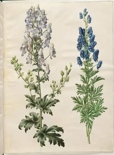 Aconitum variegatum (broget stormhat); Aconitum napellus (ægte stormhat)