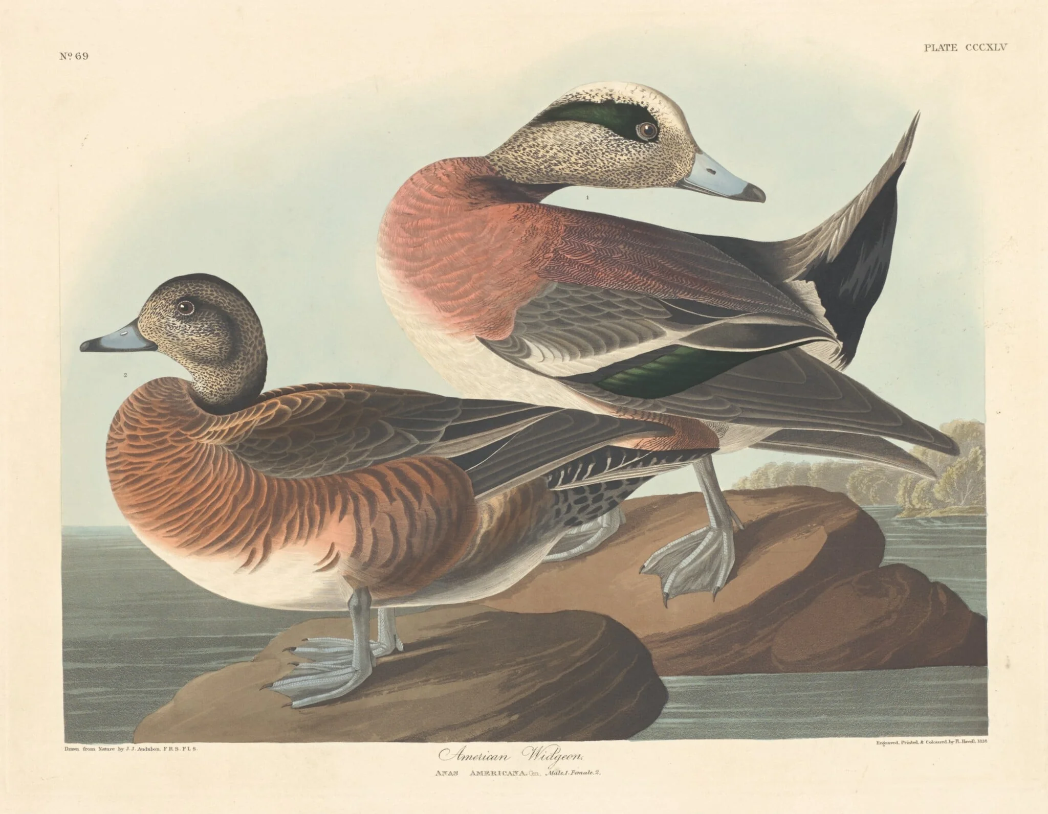 American Widgeon, by Robert Havell Jr., ink, 1836