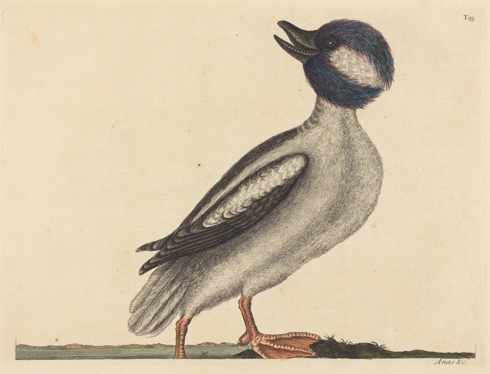 The Buffel's Head Duck (Anas bucephala), by Mark Catesby, ink, 1737