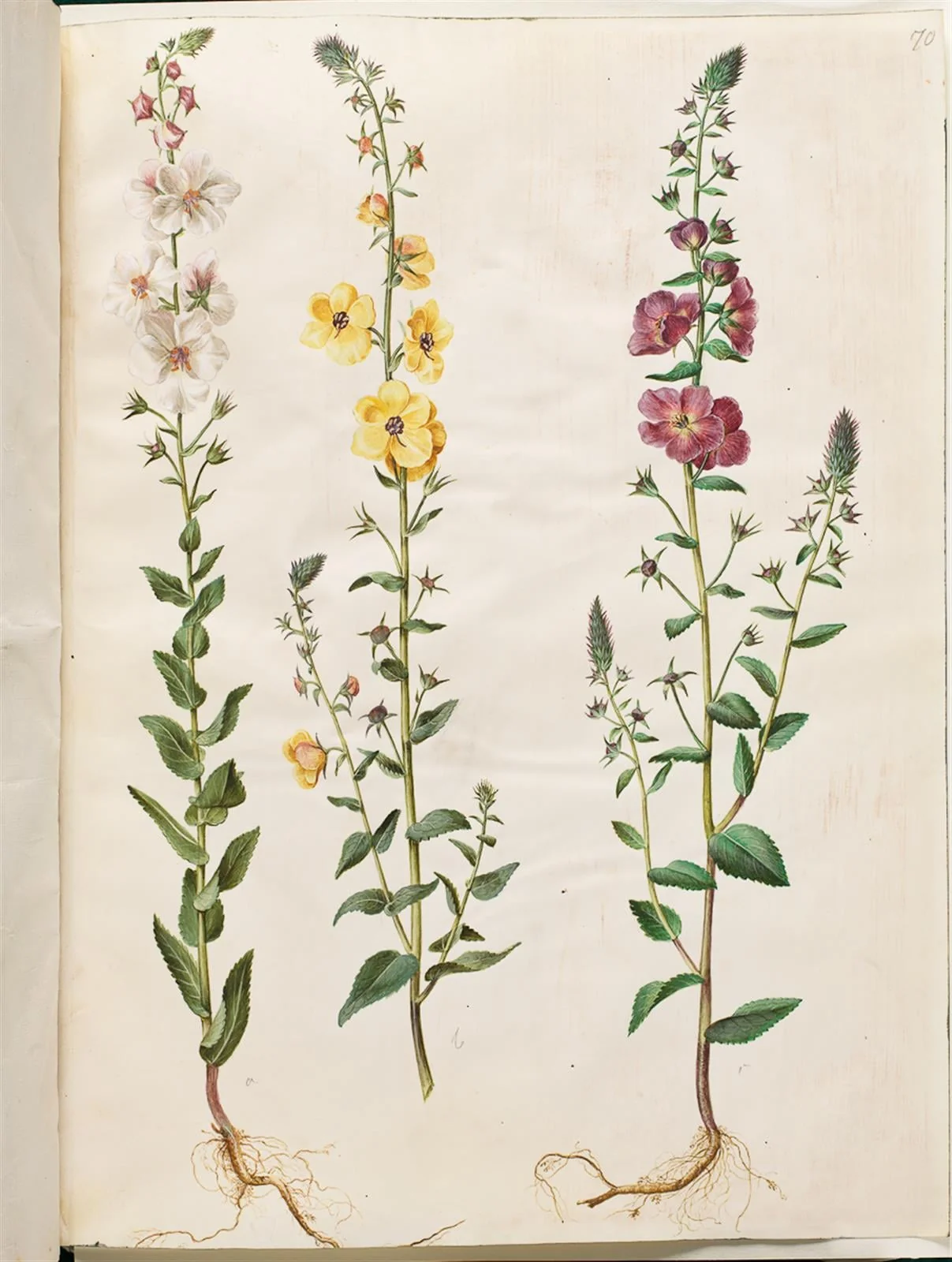 Verbascum blattaria (klase-kongelys); Verbascum phoeniceum (purpur-kongelys), by Unknown, unspecified, 1654