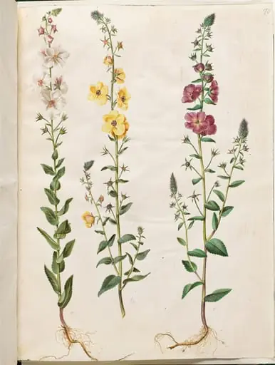 Verbascum blattaria (klase-kongelys); Verbascum phoeniceum (purpur-kongelys)