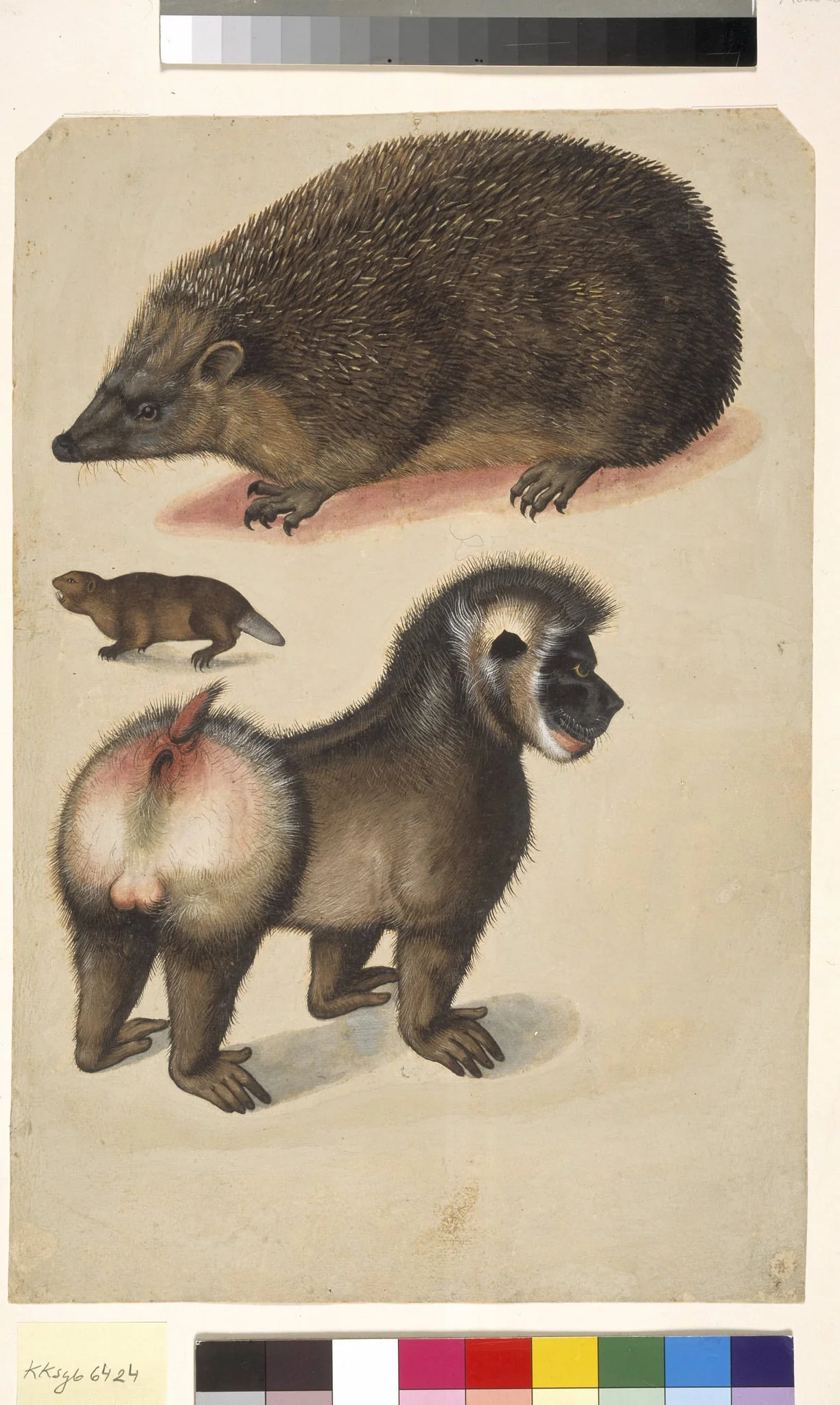 Et pindsvin, en bæver og en hanbavian, by Unknown, unspecified, 1541