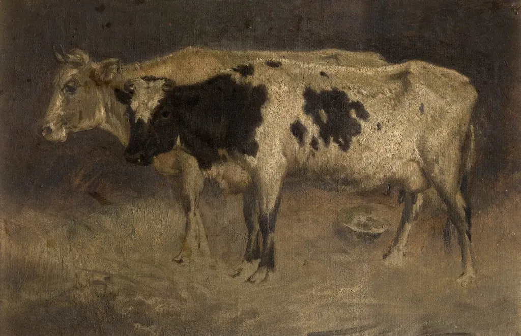 Cows
