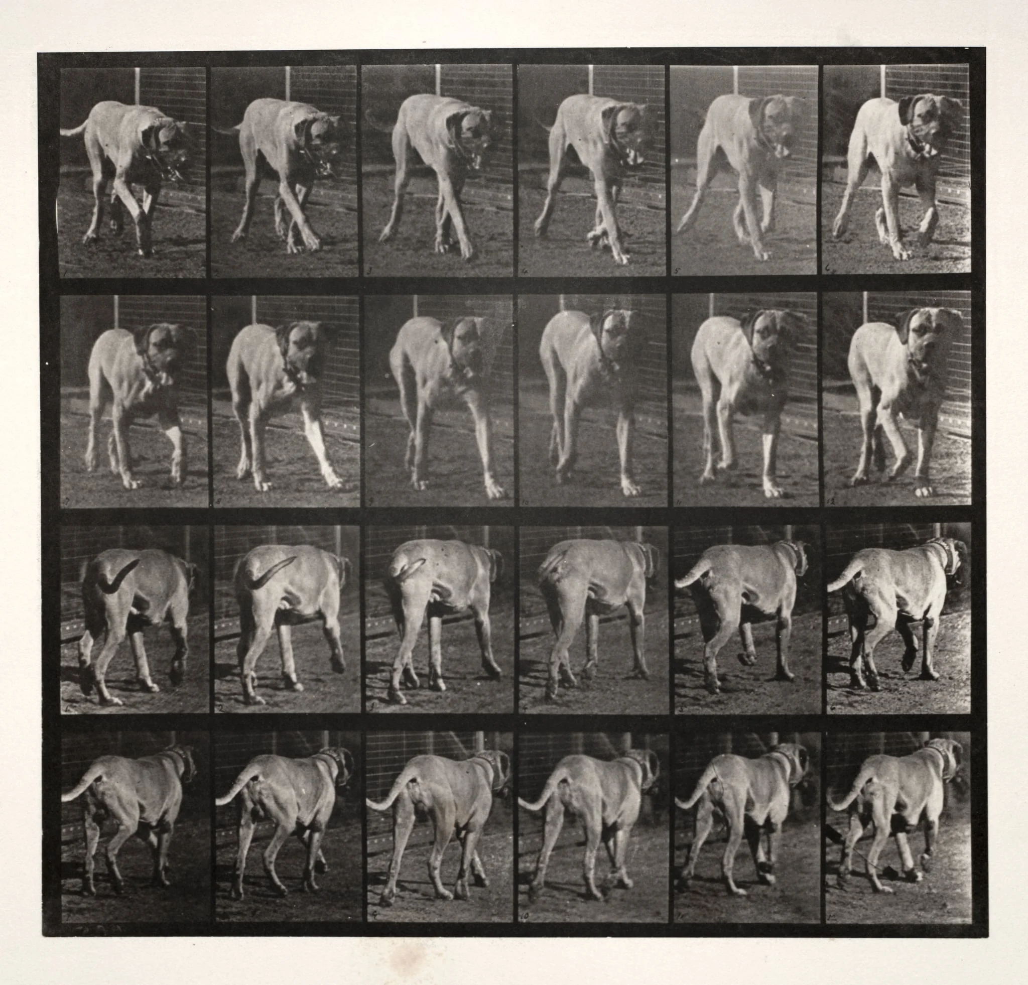 "Dread" Trotting