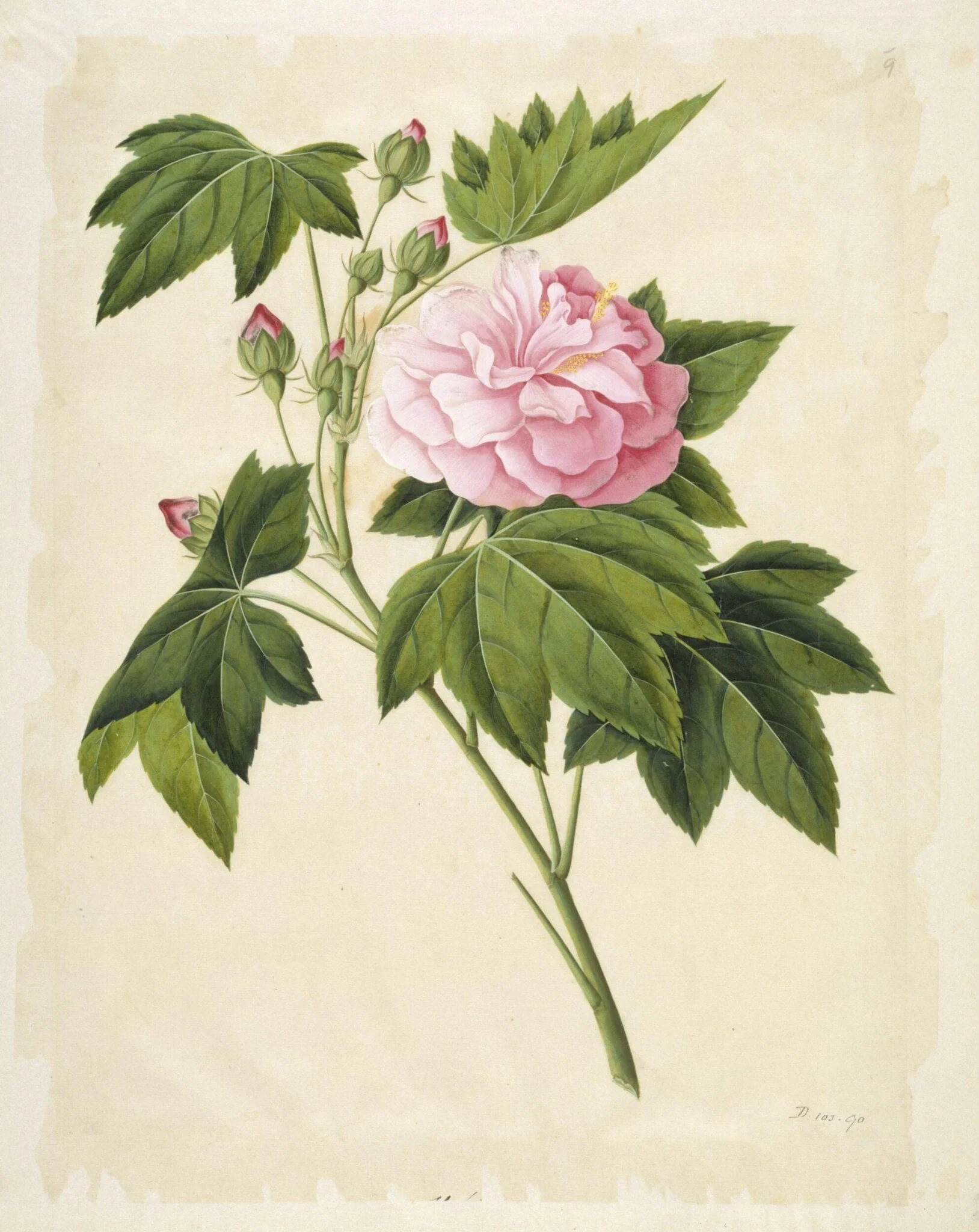 Cotton rose hibiscus, by Unknown, paint, 1800