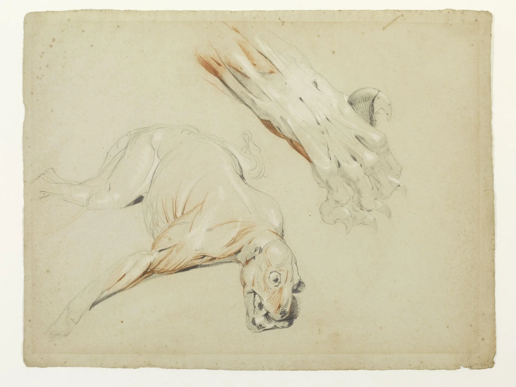 Ecorche drawing of a dog and enlarged detail of a paw