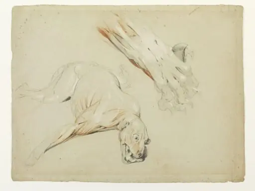 Ecorche drawing of a dog and enlarged detail of a paw