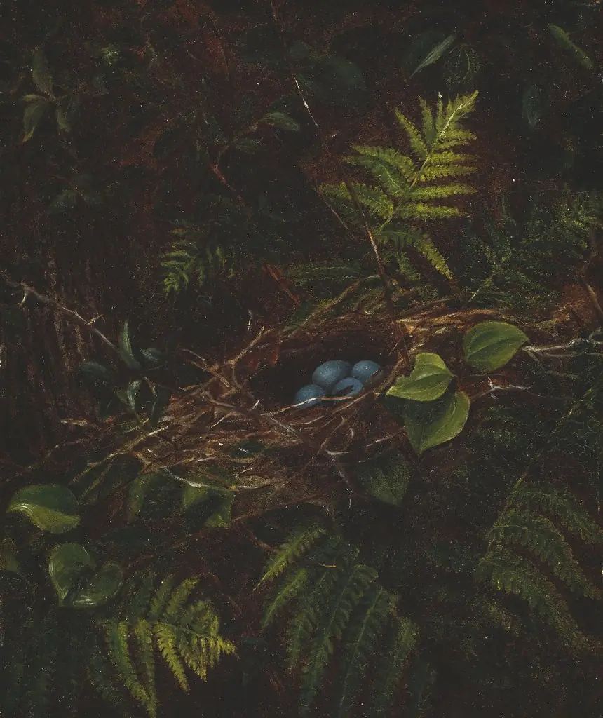 Bird's Nest and Ferns
