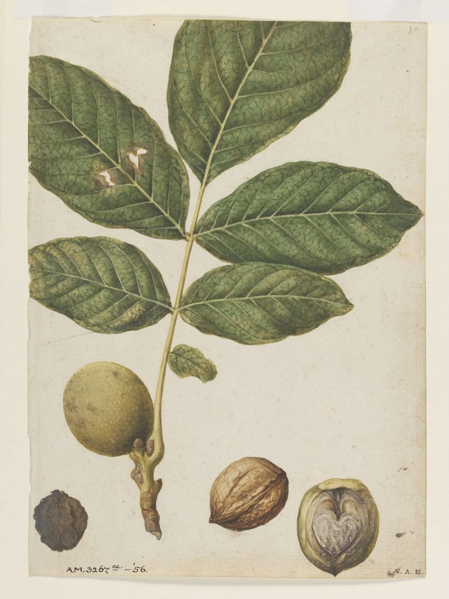Walnuts