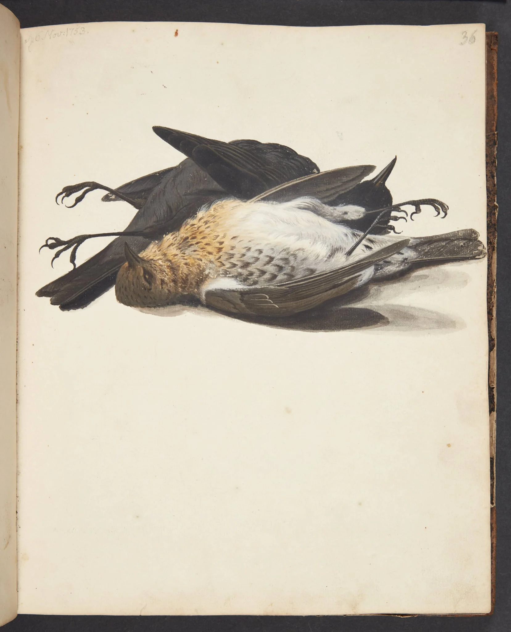 Studie af to døde solsorte, han og hun, liggende, by Unknown, unspecified, 1753