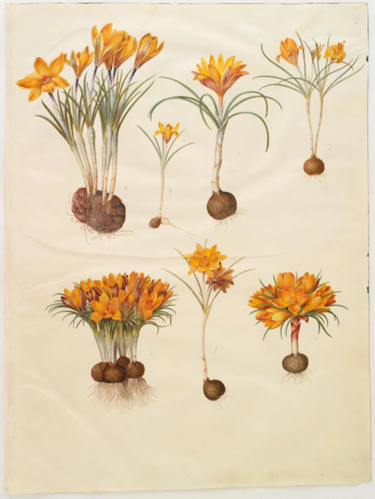 Crocus angustifolius (balkan-krokus), by Unknown, unspecified, 1654