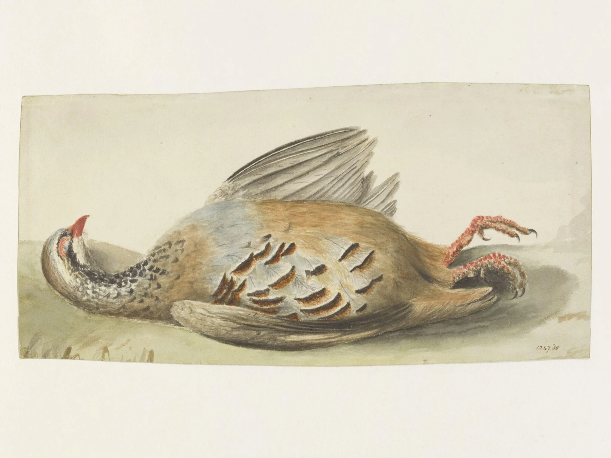 Study of a dead French partridge