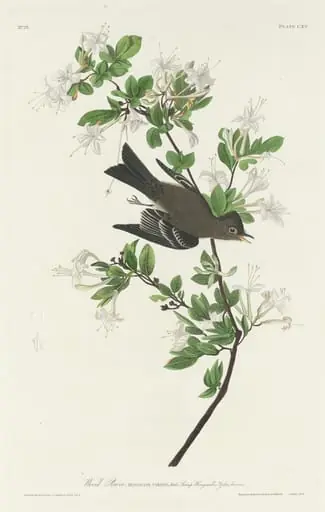 Wood Pewee
