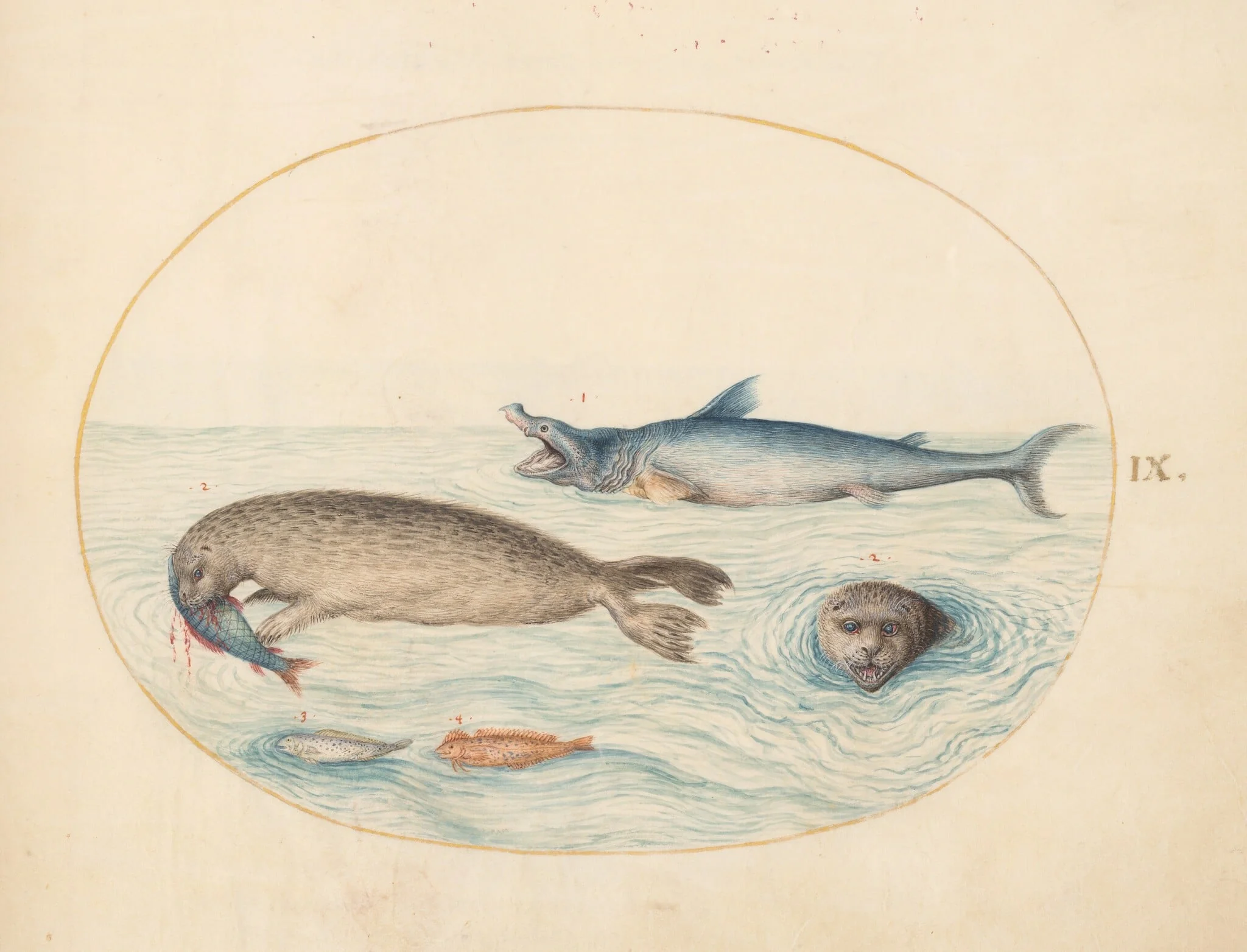 Plate 9: A Great White(?) Shark, Two Seals, and Two Fish, by Joris Hoefnagel, gouache, 1594
