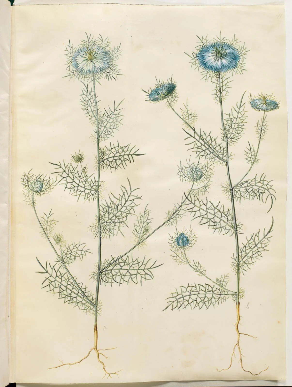 Nigella damascena (jomfru i det grønne), by Unknown, unspecified, 1654