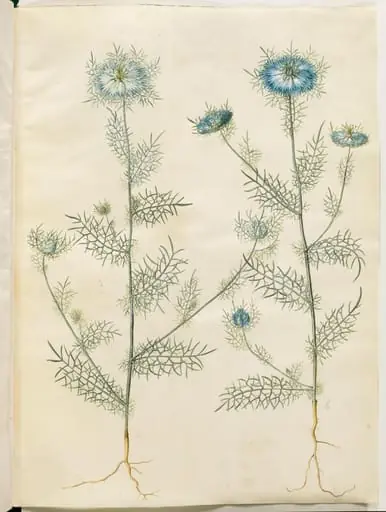 Nigella damascena (jomfru i det grønne)