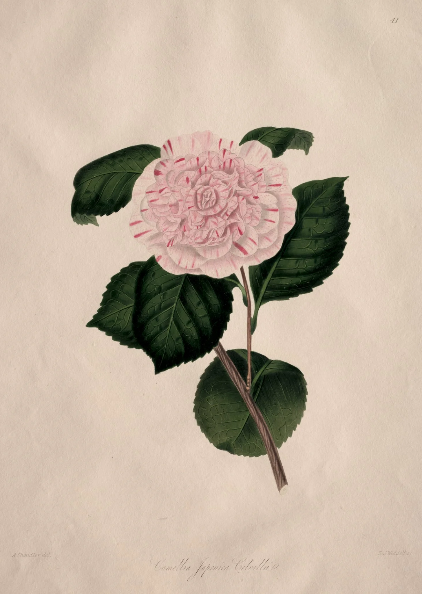 Illustrations and descriptions of...the Natural Order Camellieae:  No. 41, by Alfred Chandler, 1858