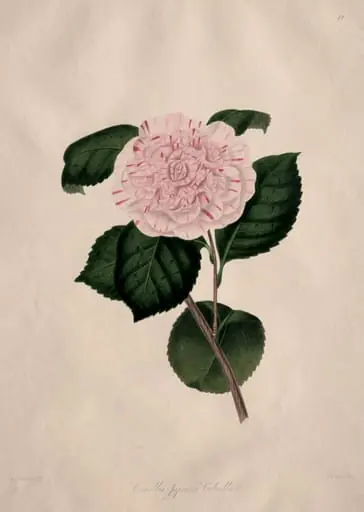 Illustrations and descriptions of...the Natural Order Camellieae:  No. 41