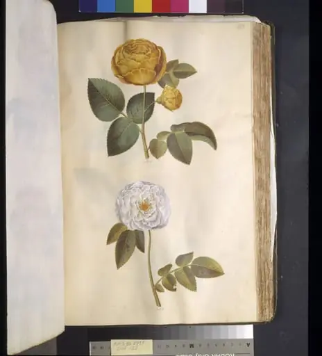 Rosa hemisphaerica (svovlgul rose); Rosa ×alba (hvid rose)