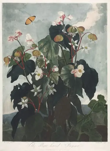 The Temple of Flora, or Garden of Nature: The Obique-leaved Begonia