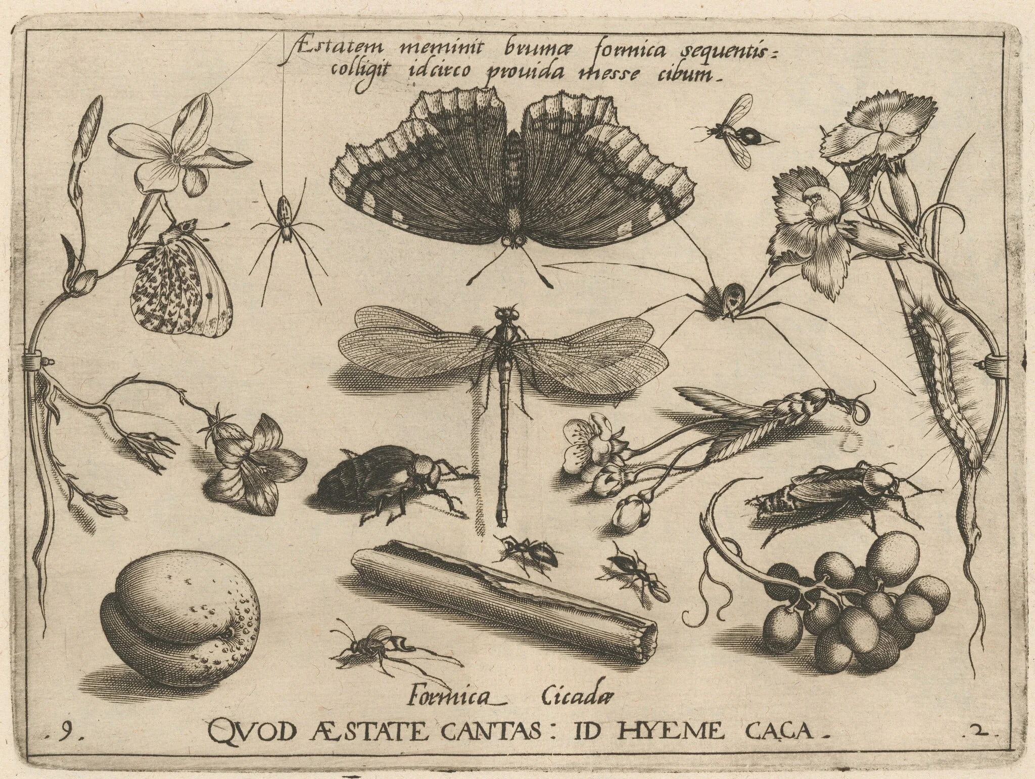 Archetypa studiaque patris Georgii Hoefnagelii [Part 2, Plate 9], by Jacob Hoefnagel, ink, 1592