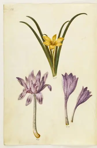 Sternbergia lutea (almindelig sternbergia); Colchicum autumnale (høst-tidløs); Colchicum variegatum (plettet tidløs)