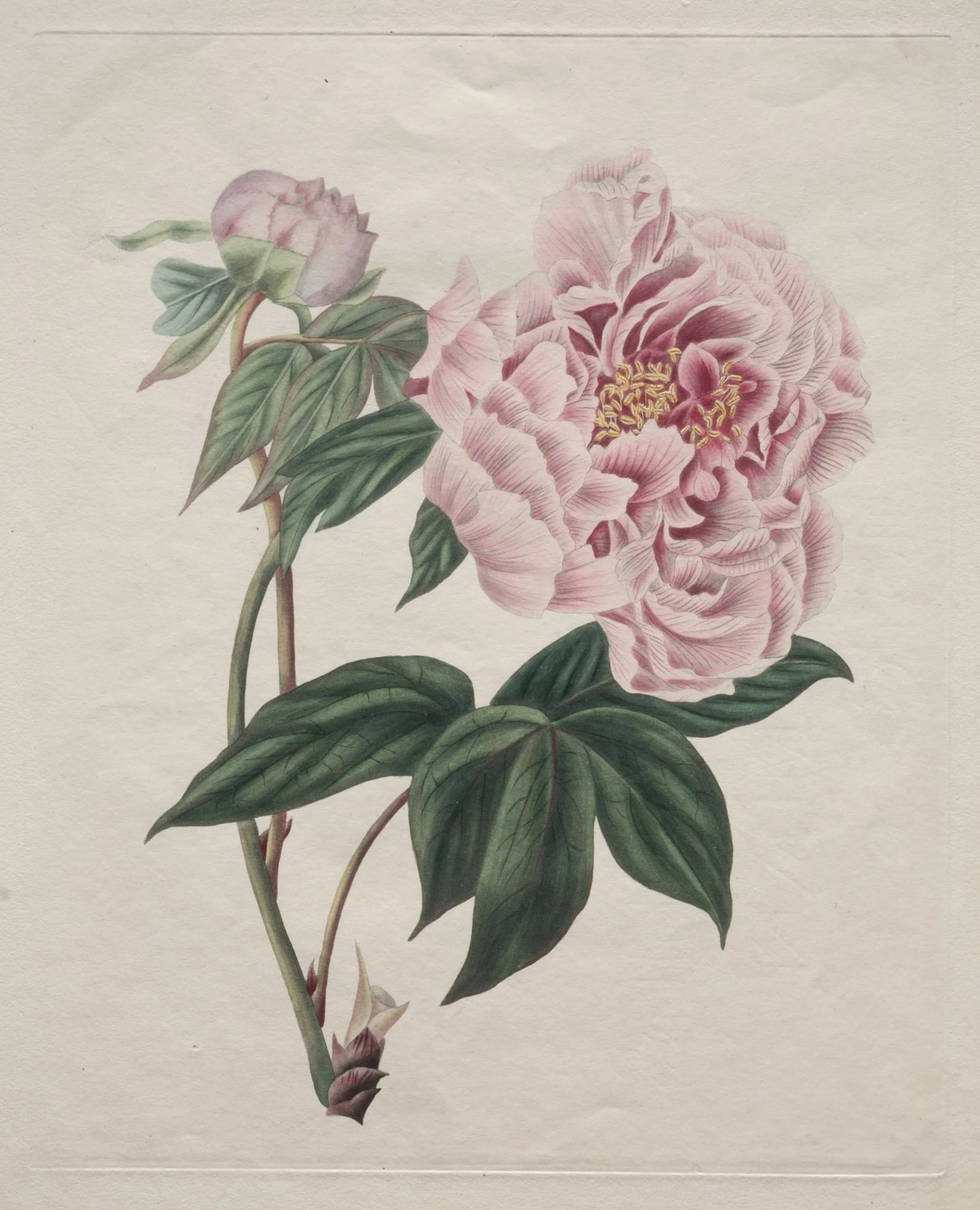 Chinese Tree Peony (Paeonia suffruticosa)