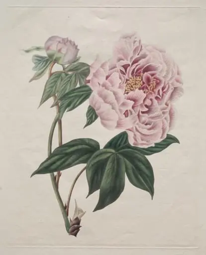 Chinese Tree Peony (Paeonia suffruticosa)
