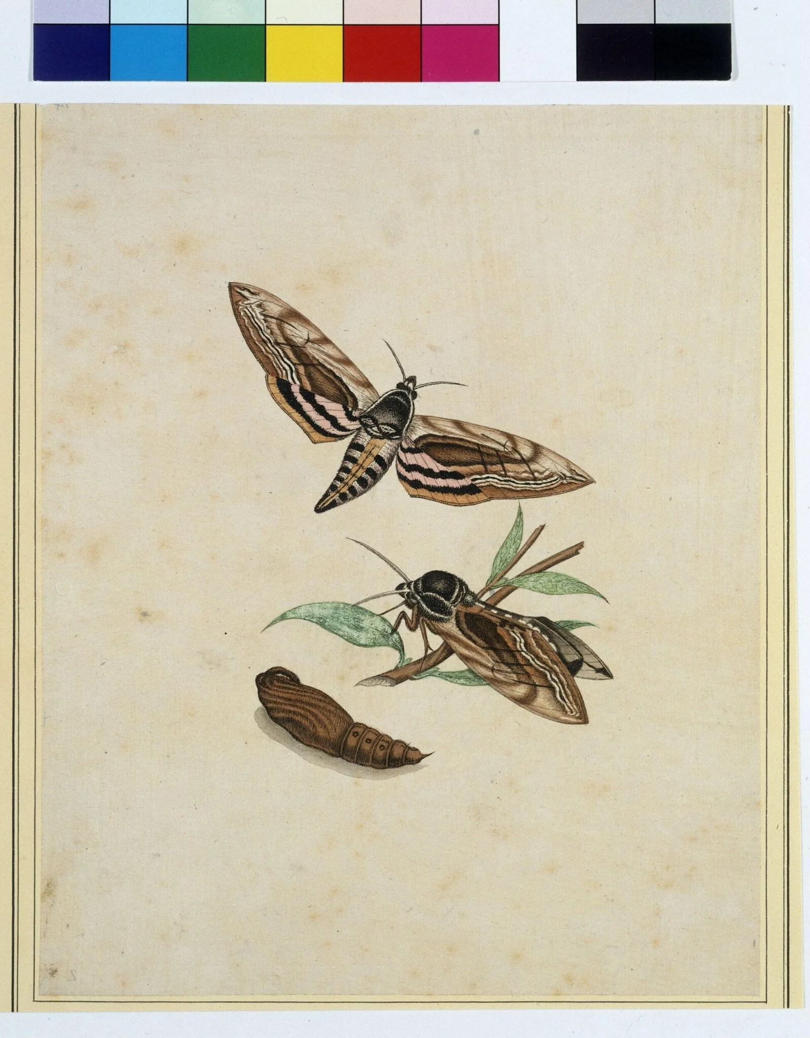 Hawkmoth