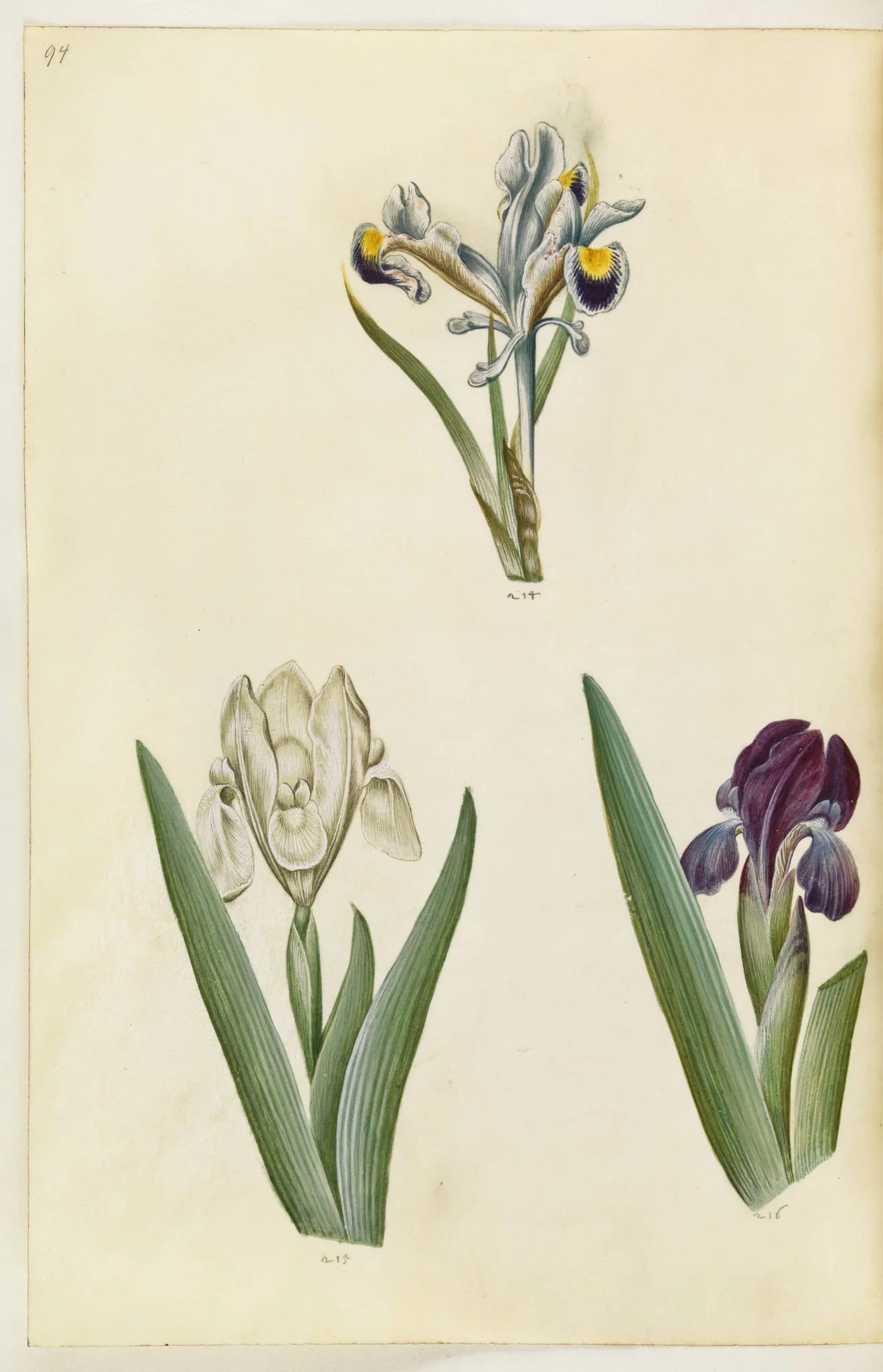 Iris persica (persisk iris); Iris lutescens eller Iris pumila (?) (dværg-iris eller lav iris), by Unknown, unspecified, 1650