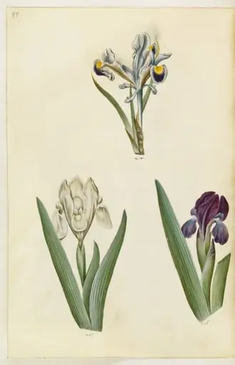 Iris persica (persisk iris); Iris lutescens eller Iris pumila (?) (dværg-iris eller lav iris)